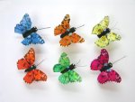 Bold coloured Feather Butterflies.....click for larger image