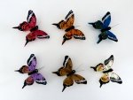 80mm Emperor Feather Butterflies.....click for larger image