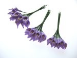 Lilac Foam Cala Lily , in three sizes ... click for larger image